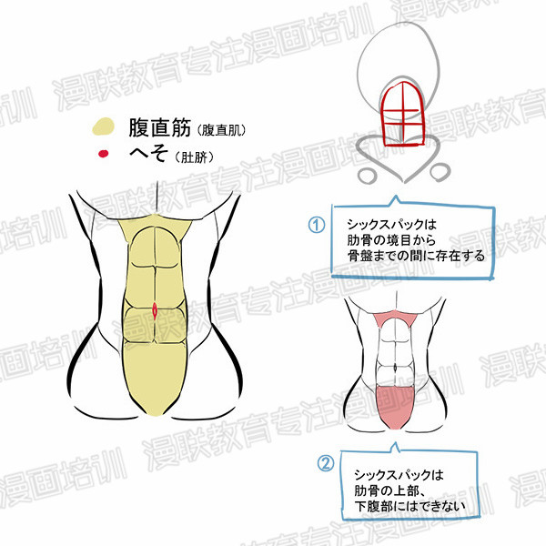 女生腹部画法图片