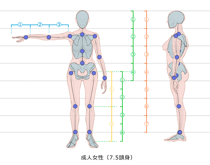 漫画中绘制人体的要点是什么?