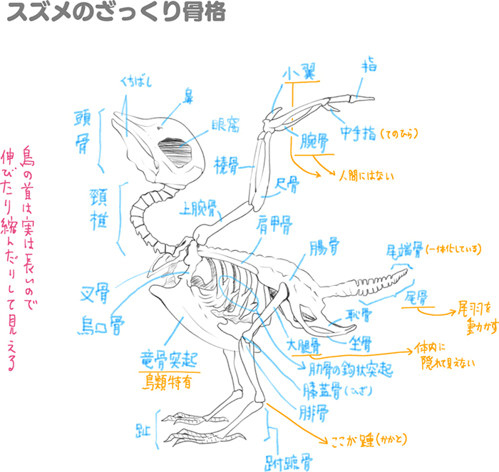 鸟的特点画法讲解!