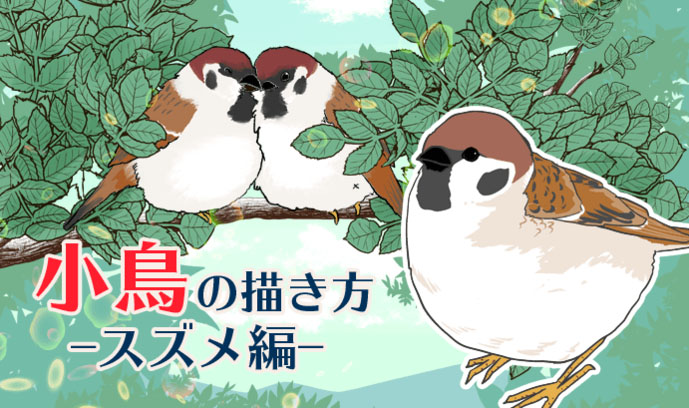 鸟的特点画法讲解！