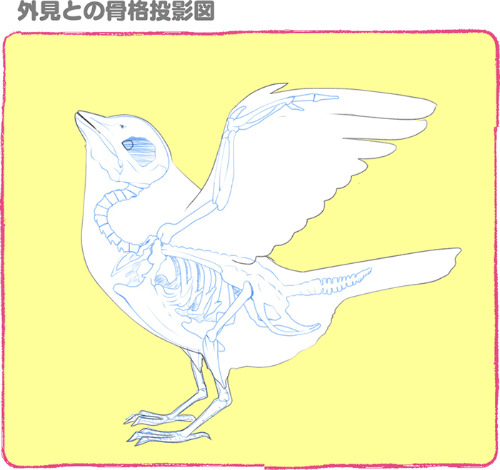 鸟的特点画法讲解!