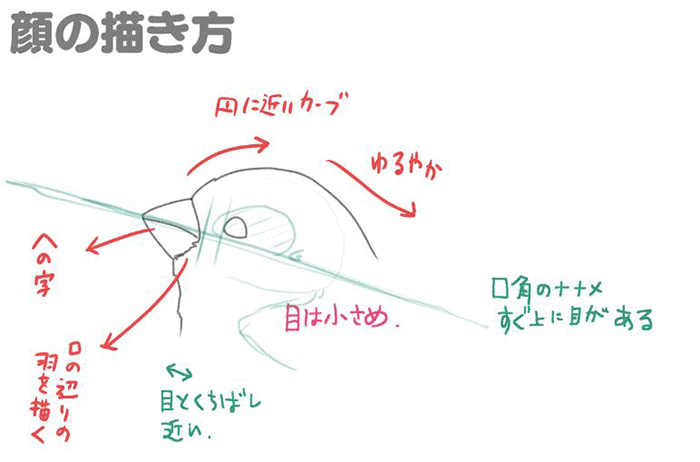 鸟的特点画法讲解!