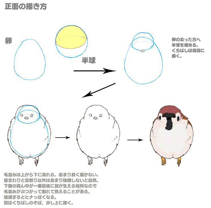 鸟的特点画法讲解!