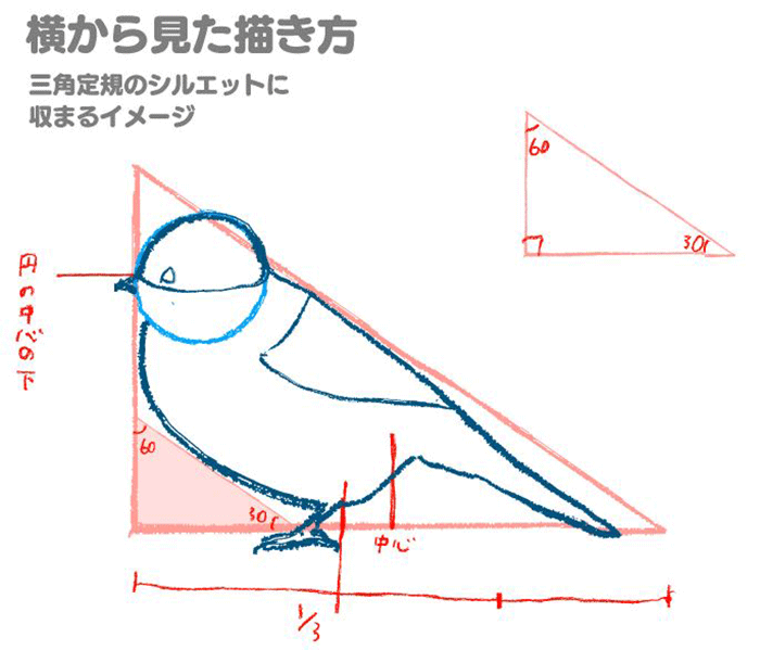 鸟的特点画法讲解!