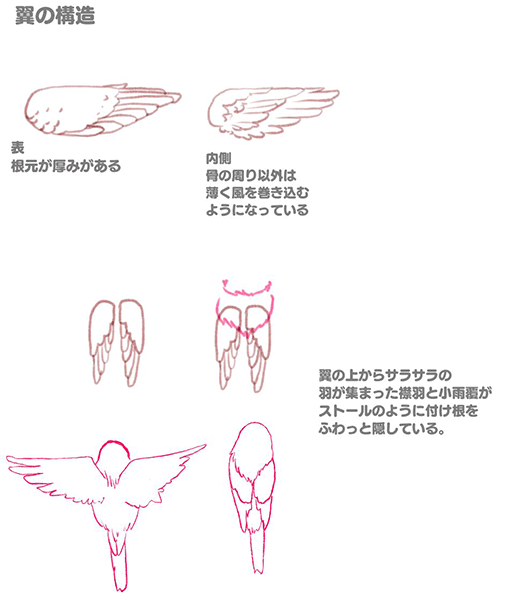 鸟的特点画法讲解!