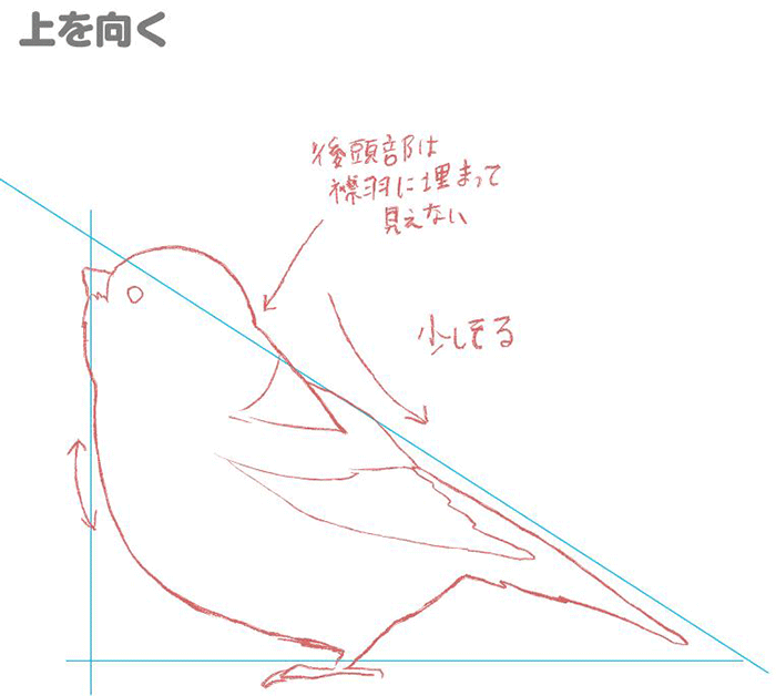 鸟的各种姿势的画法!