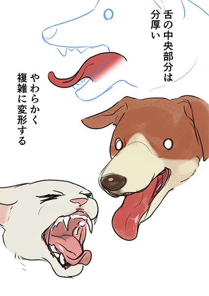 如何绘制食肉动物的嘴?