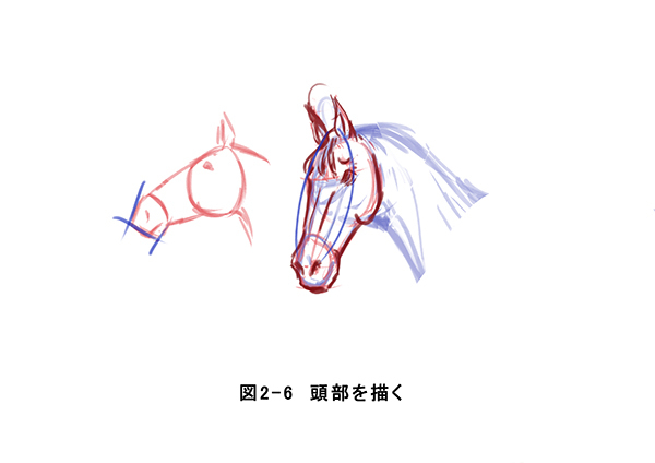 马的基础绘制方法!