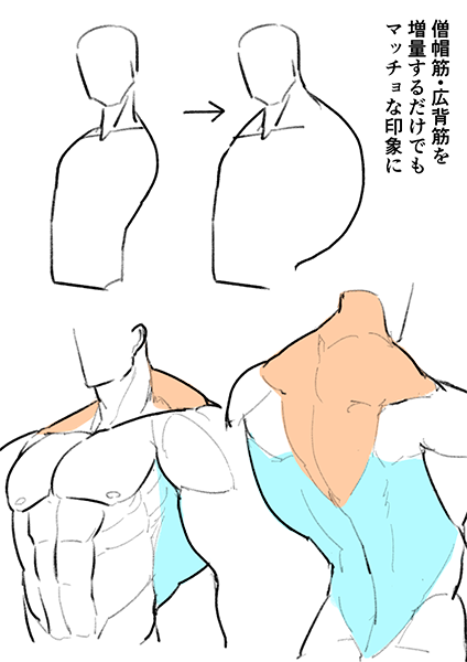 肌肉绘制的关键技巧!